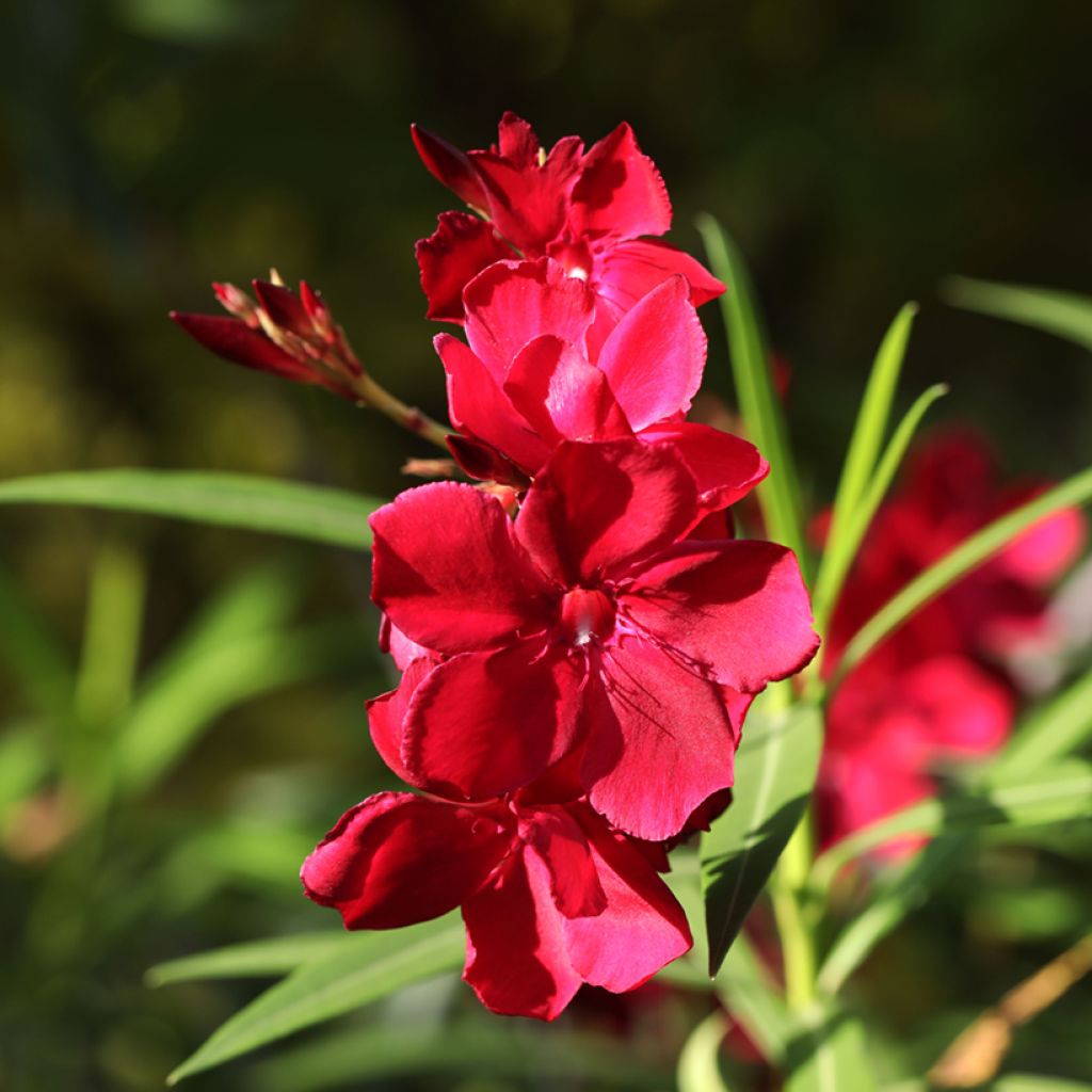 Laurier rose Scarlet Beauty -Nerium oleander