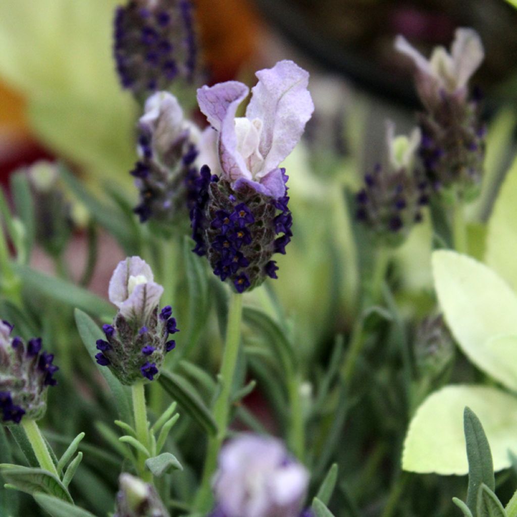 Lavande papillon Madrid Purple - Lavandula stoechas