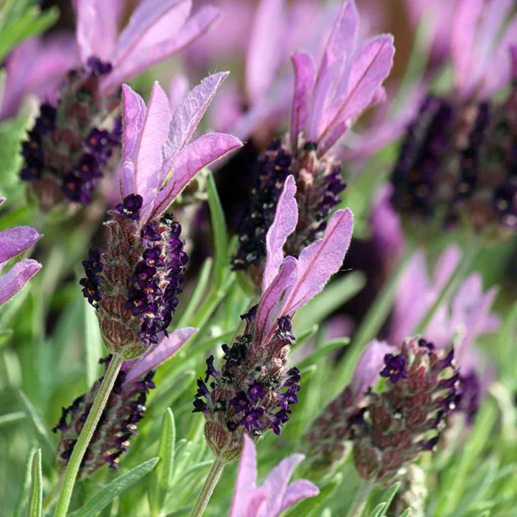 Lavande papillon Madrid Purple - Lavandula stoechas