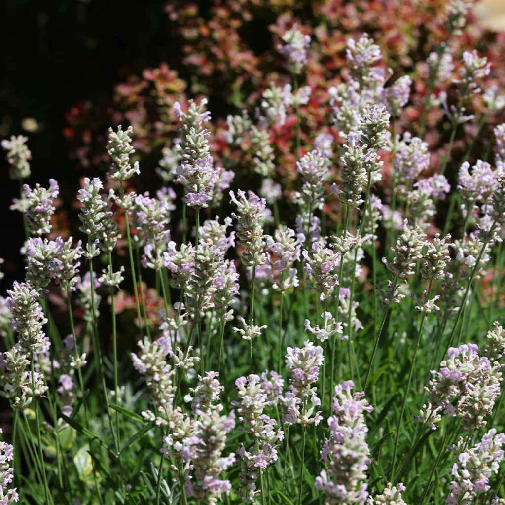 Lavande vraie Loddon Pink - Lavandula angustifolia