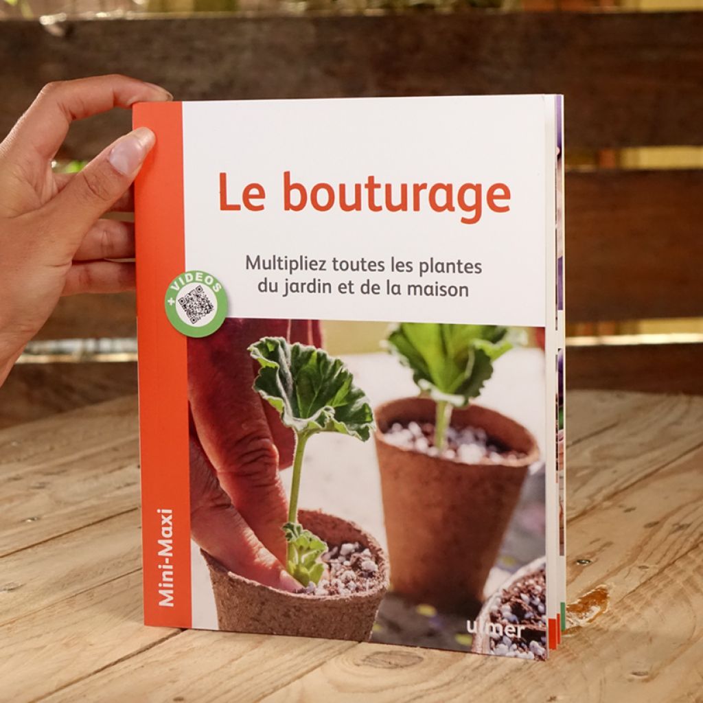 Le Bouturage