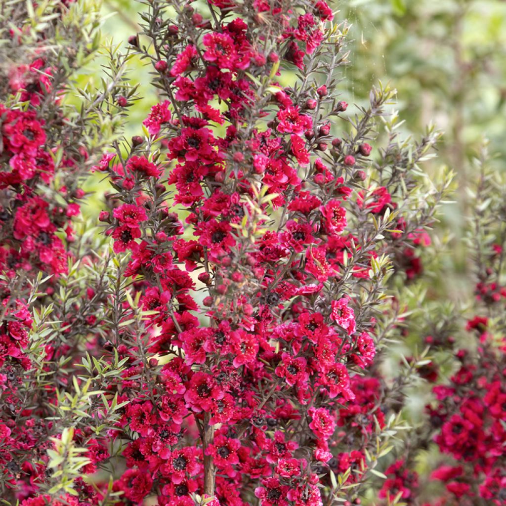 Leptospermum scoparium Red damask - Arbre à thé