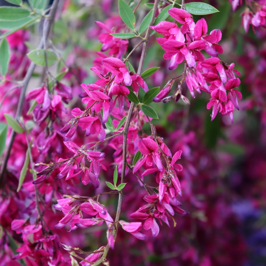 Lespedeza thunbergii