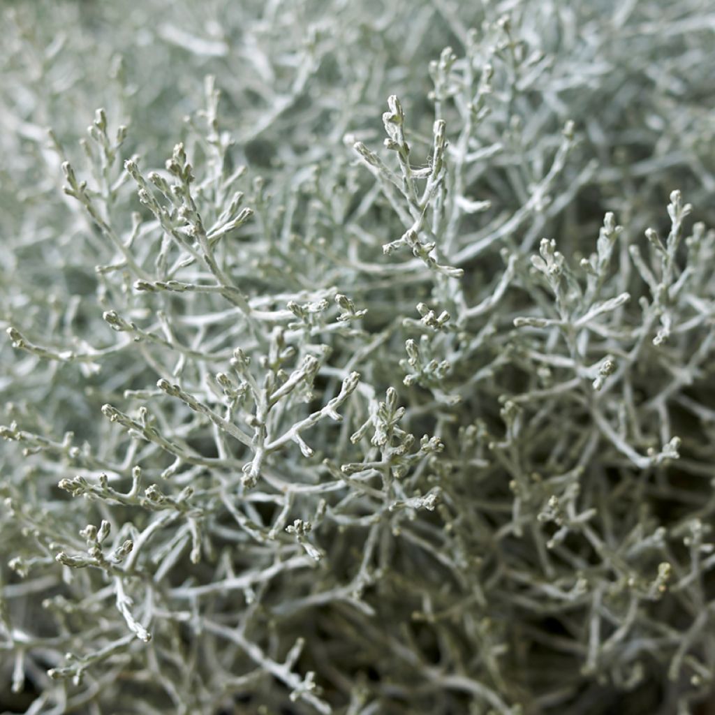 Leucophyta brownii ou Calocephalus brownii - Calocéphale de Brown