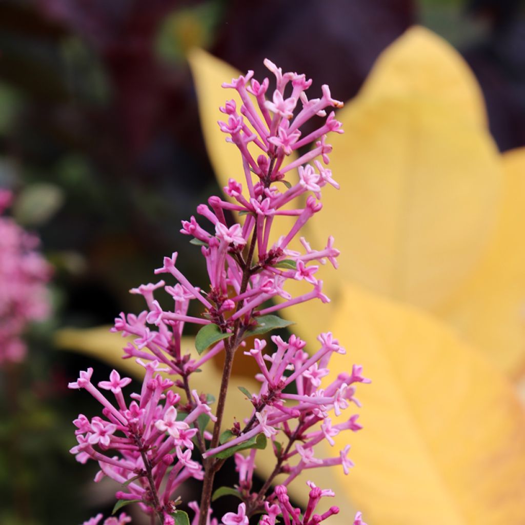 Lilas Bloomerang Pink Perfume - Syringa nain hybride remontant