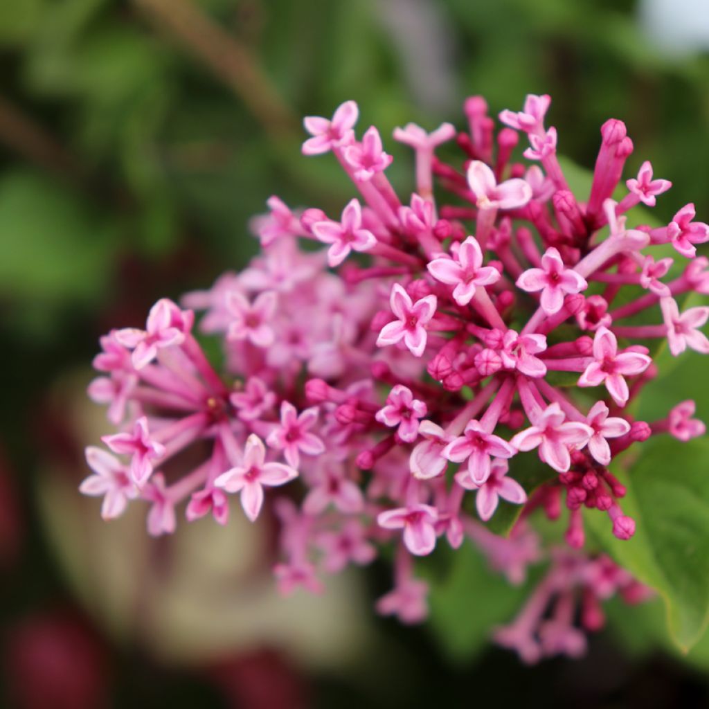 Lilas Bloomerang Pink Perfume - Syringa nain hybride remontant