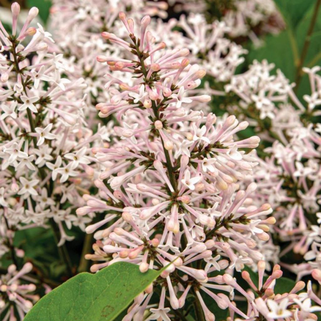 Lilas de Chine - Syringa patula Dream Cloud