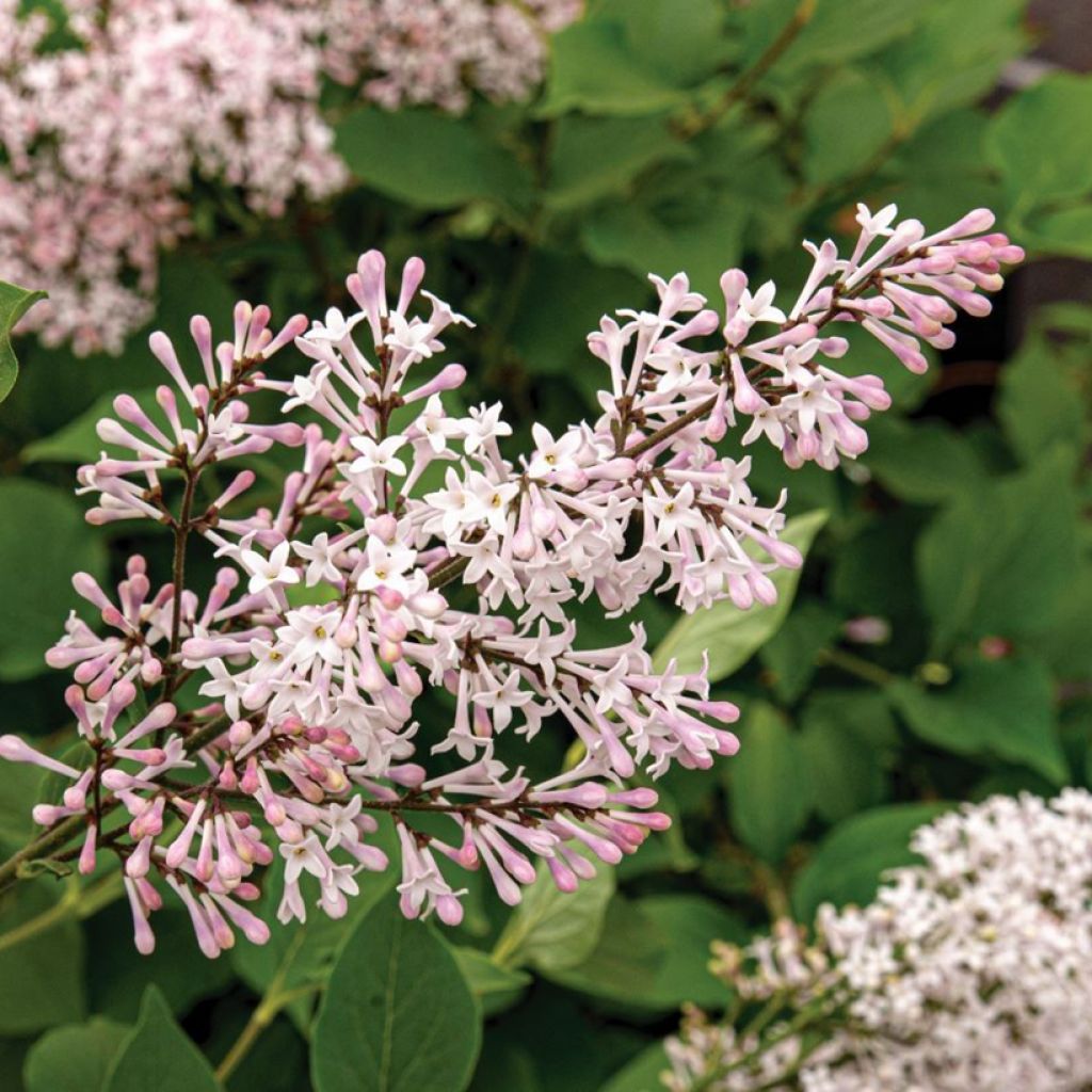 Lilas de Chine - Syringa patula Violet Uprising