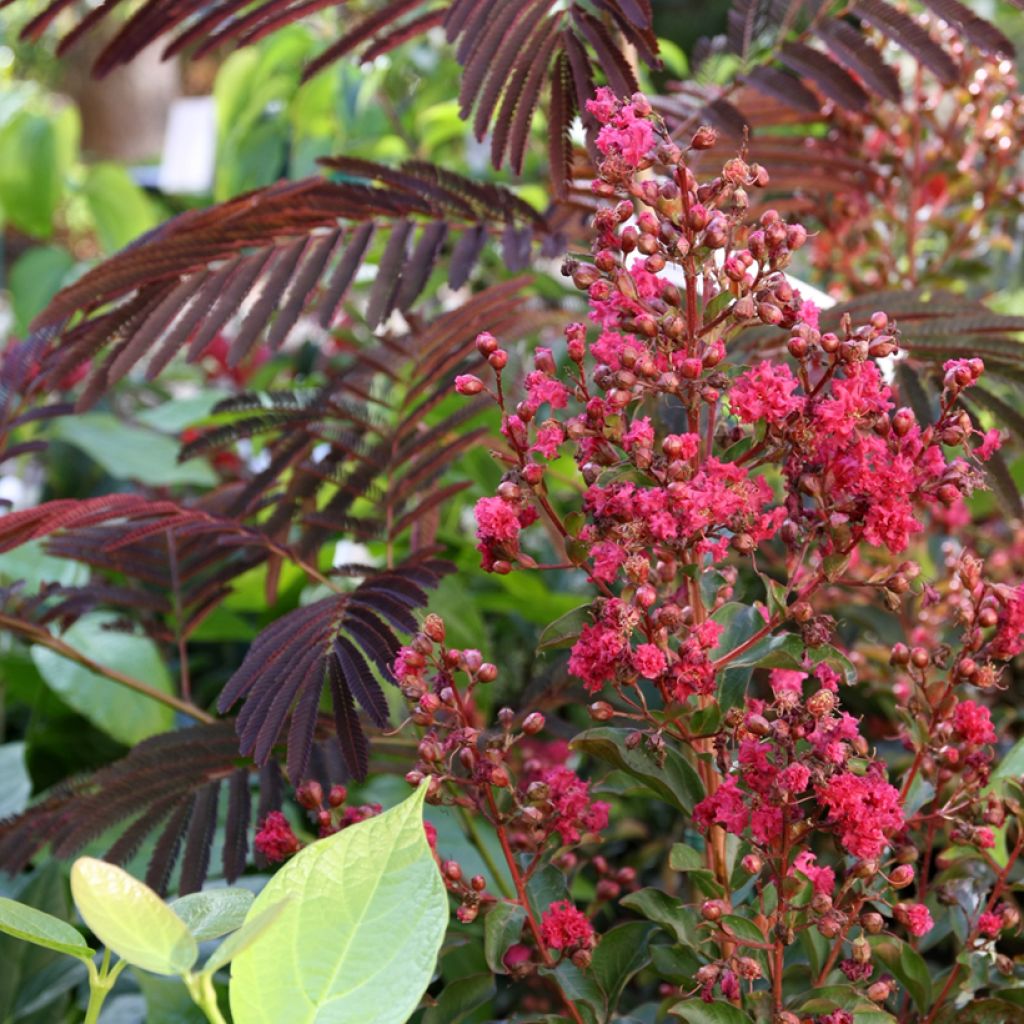 Lilas des Indes - Lagerstroemia indica Berry Dazzle