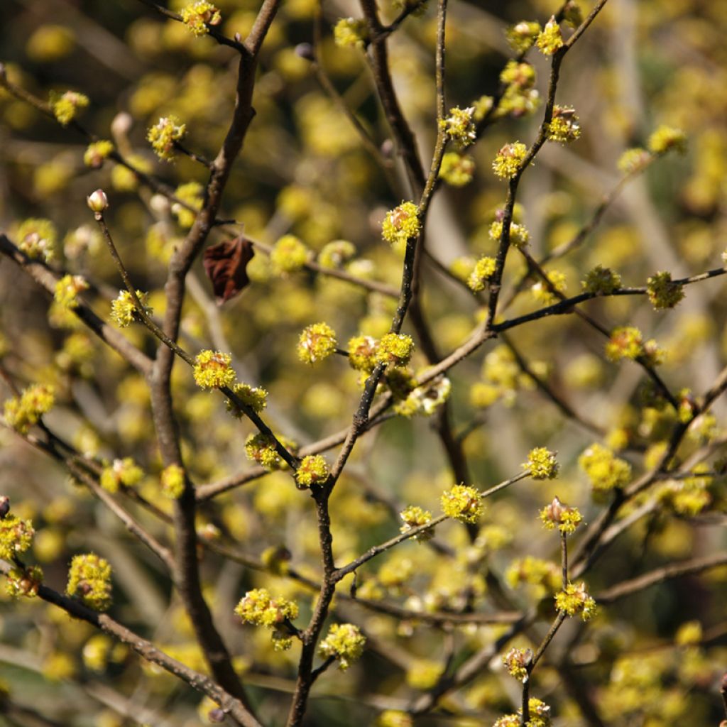 Lindera obtusiloba