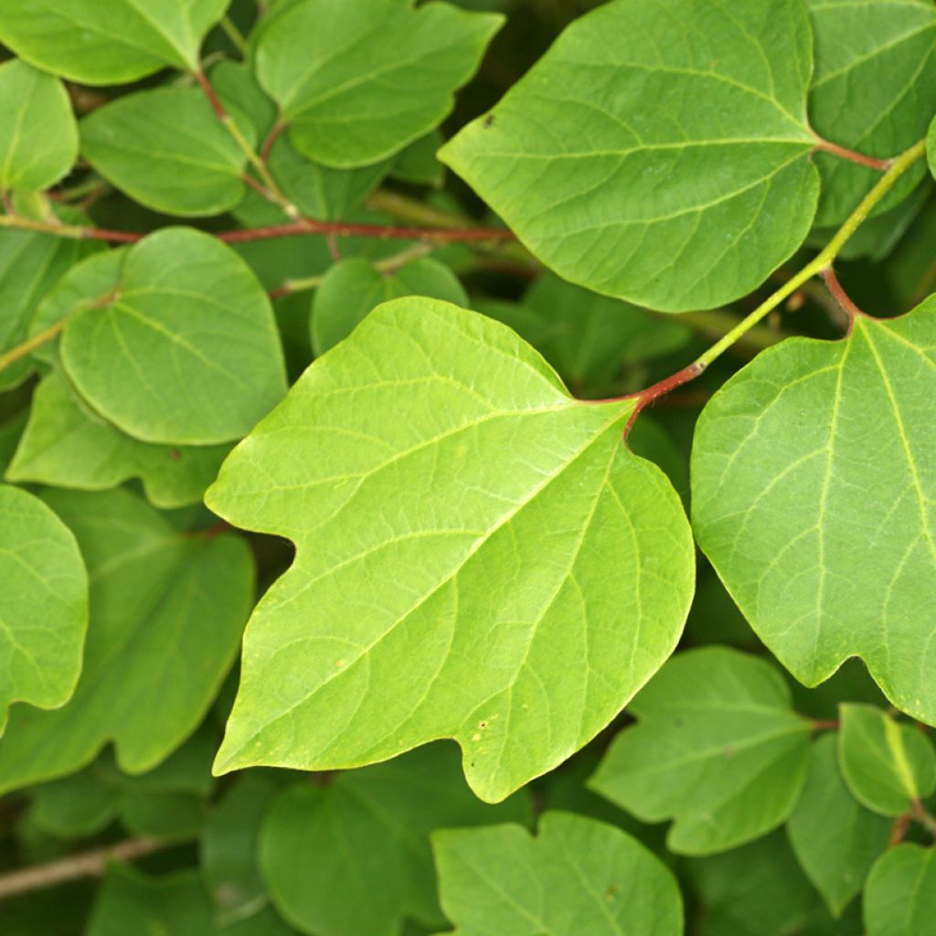 Lindera obtusiloba