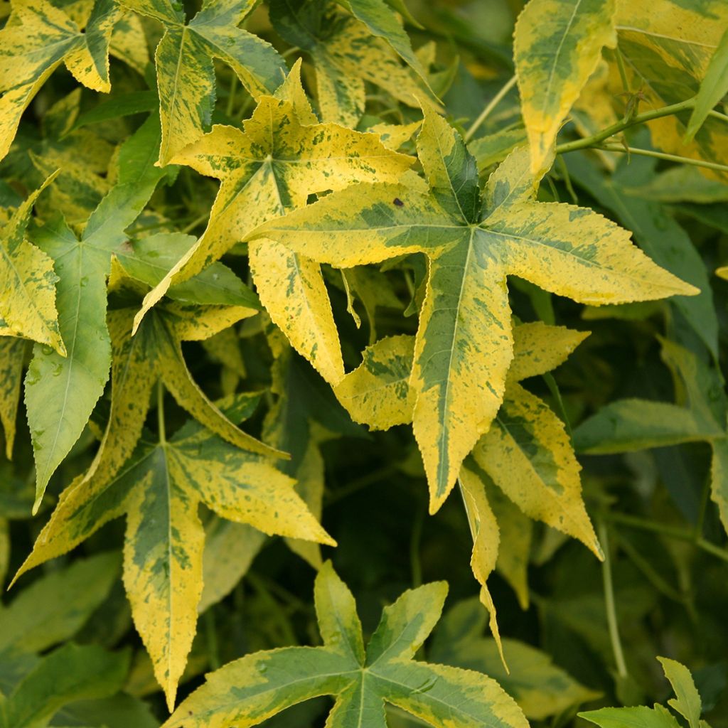 Copalme d'Amérique Aurora - Liquidambar styraciflua