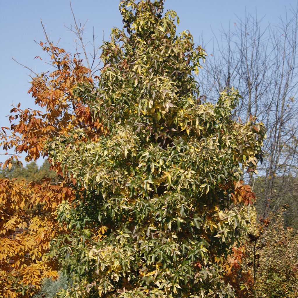 Copalme d'Amérique Aurora - Liquidambar styraciflua