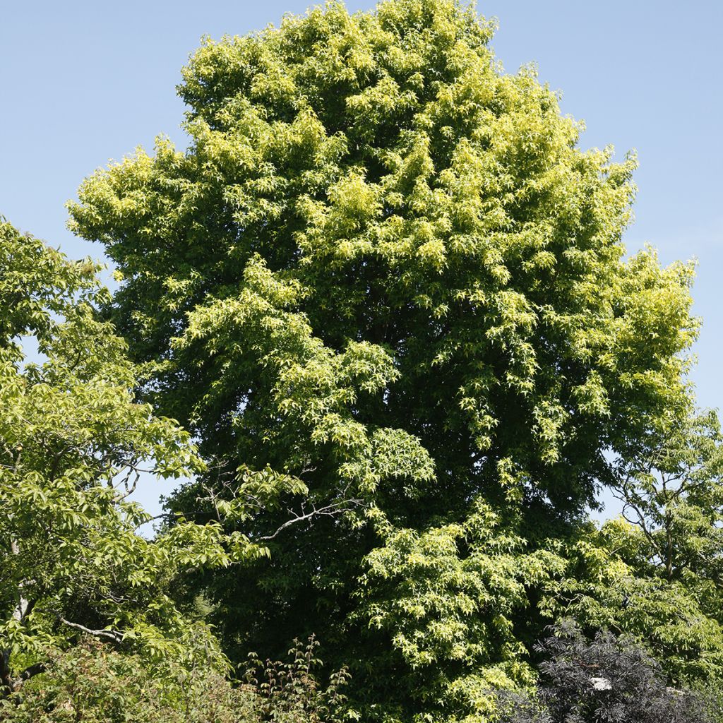 Copalme d'Amérique Aurora - Liquidambar styraciflua