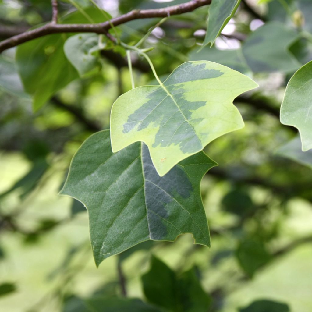 Liriodendron tulipifera Aureomarginatum - Tulipier de Virginie 