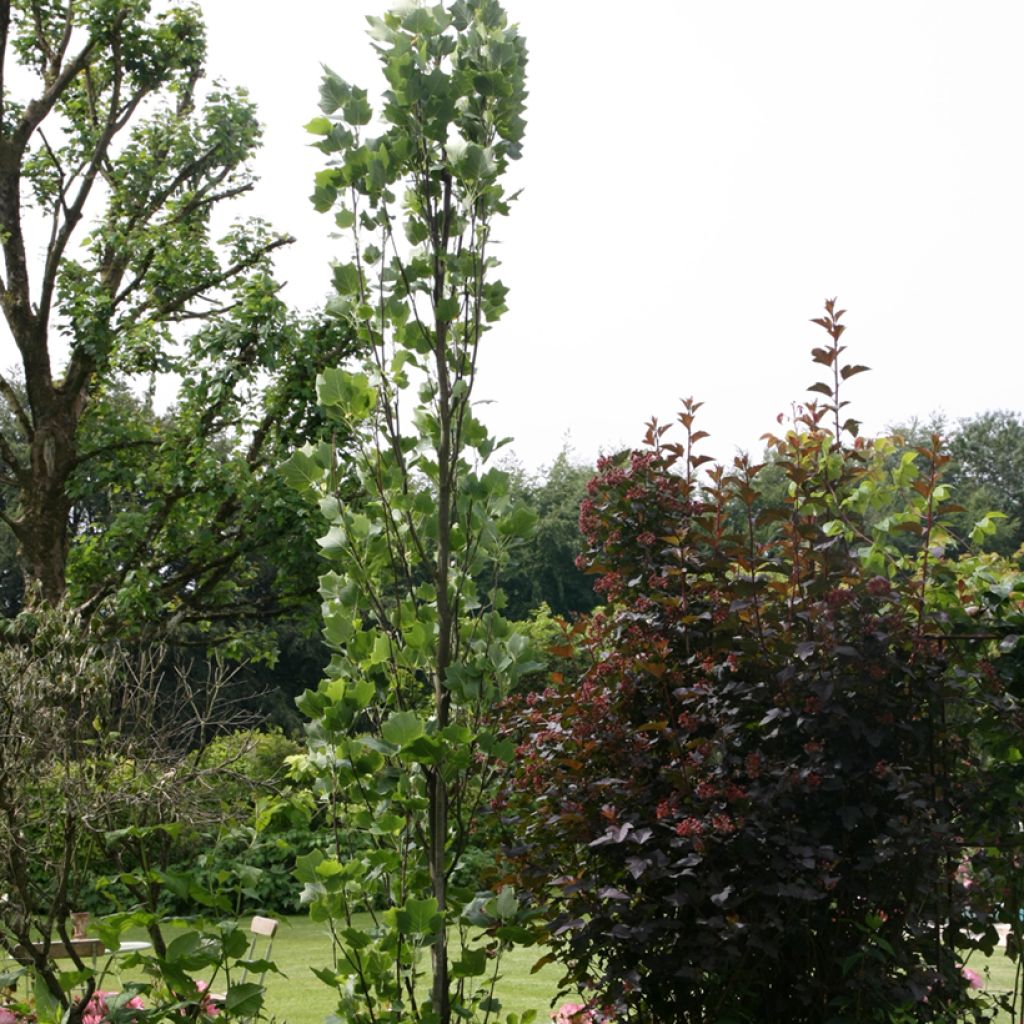 Liriodendron tulipifera Fastigiata - Tulipier de Virginie