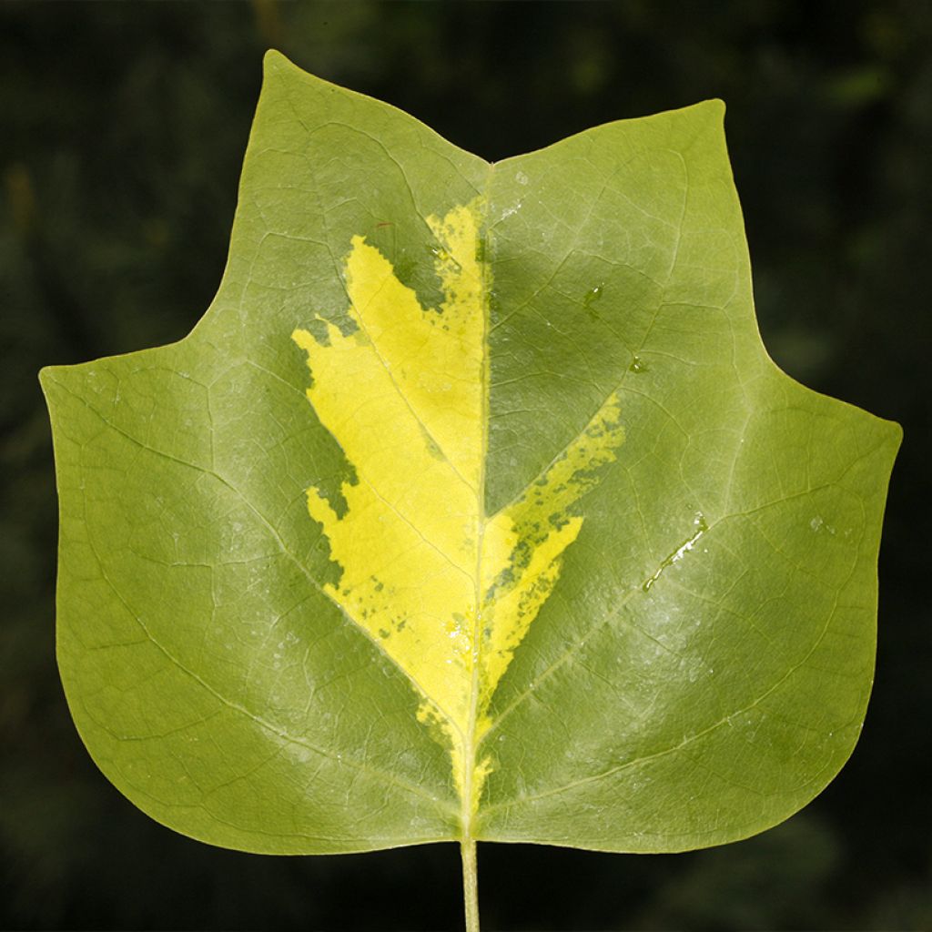 Liriodendron tulipifera Purgatory - Tulipier de Virginie panaché