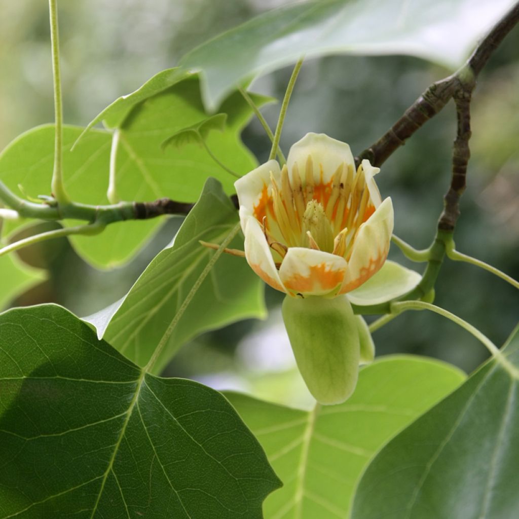 Liriodendron tulipifera - Tulipier de Virginie