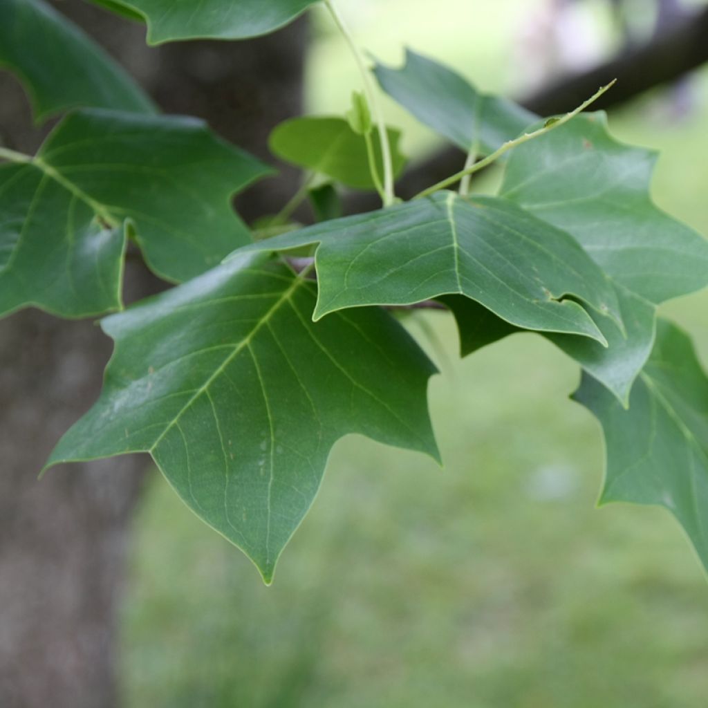 Liriodendron tulipifera - Tulipier de Virginie