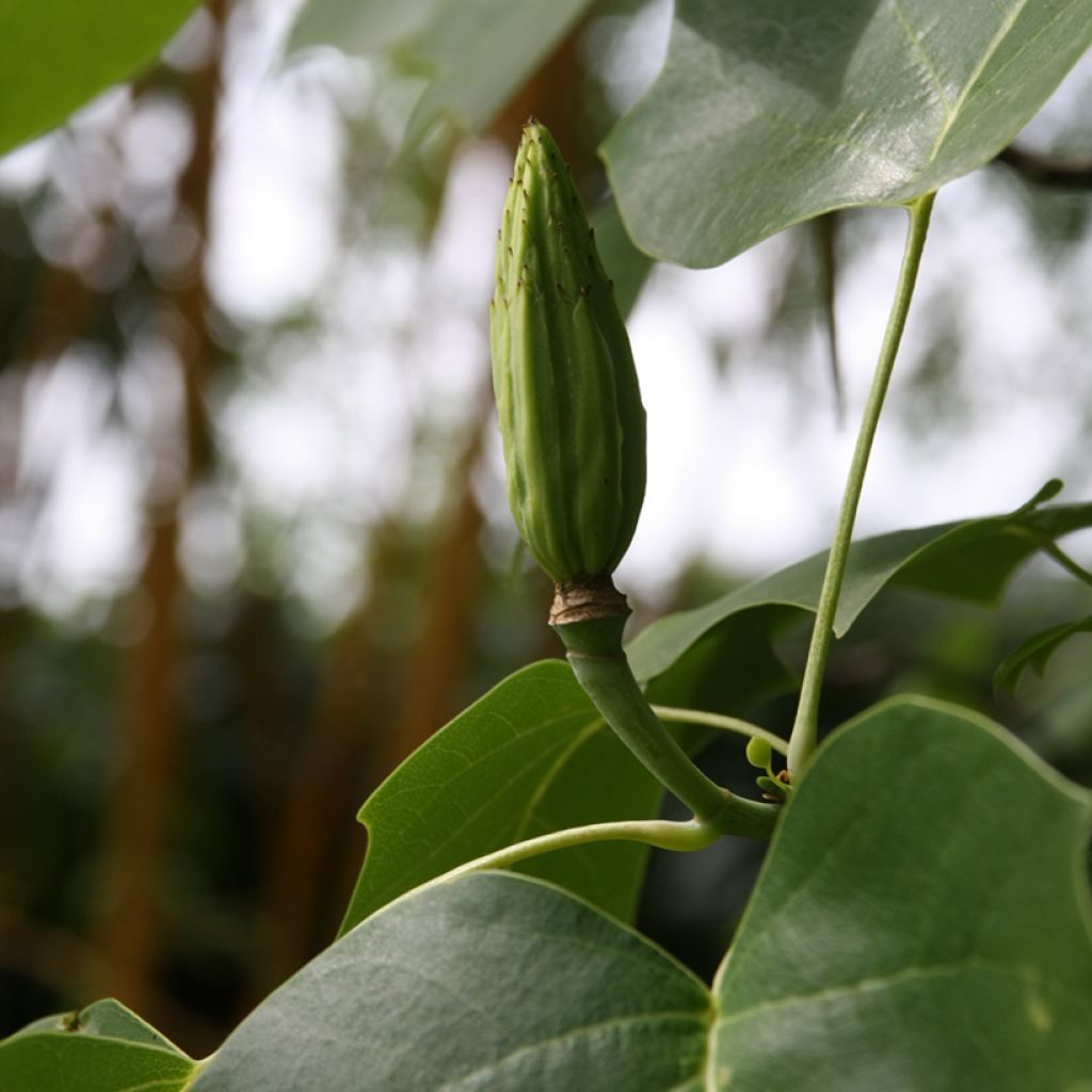 Liriodendron tulipifera - Tulipier de Virginie