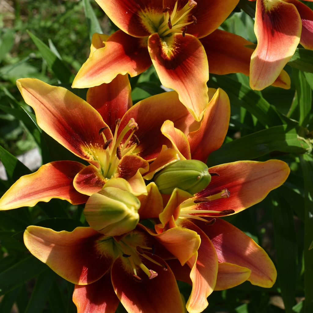 Lis hybride Avalon Sunset - Lilium asiatique x oriental