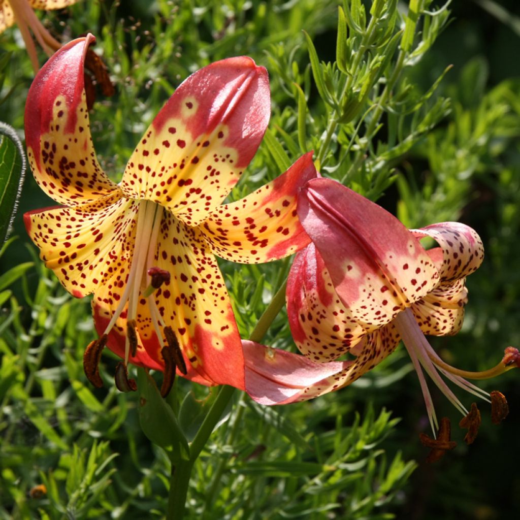 Lis léopard - Lilium pardalinum