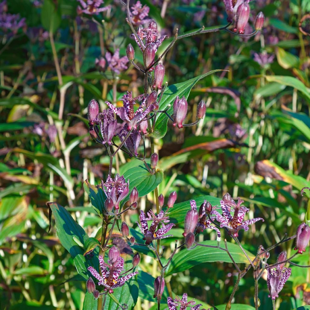 Lis orchidée - Tricyrtis formosana