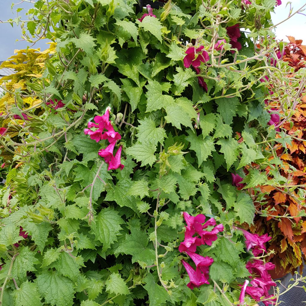 Lofos rose - Lophospermum scandens Rosea