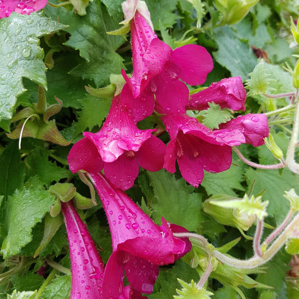 Lofos rose - Lophospermum scandens Rosea