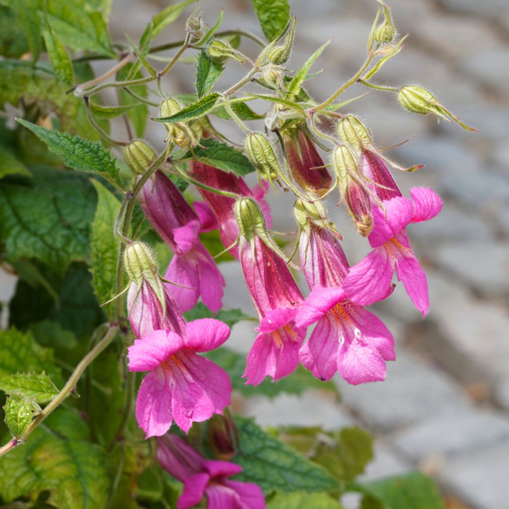 Lofos rose - Lophospermum scandens Rosea