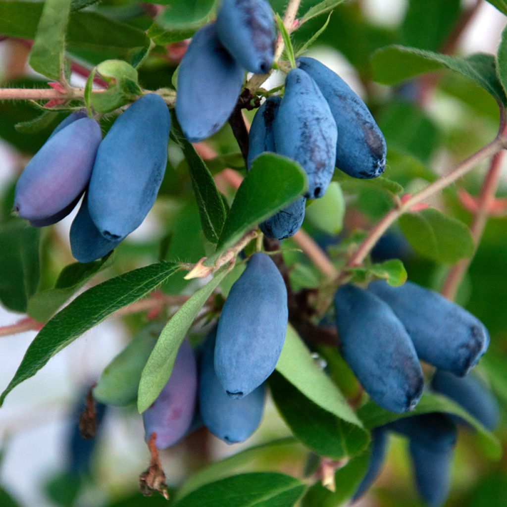 Lonicera caerulea var. kamtschatica Troe Druzej - Baie de mai