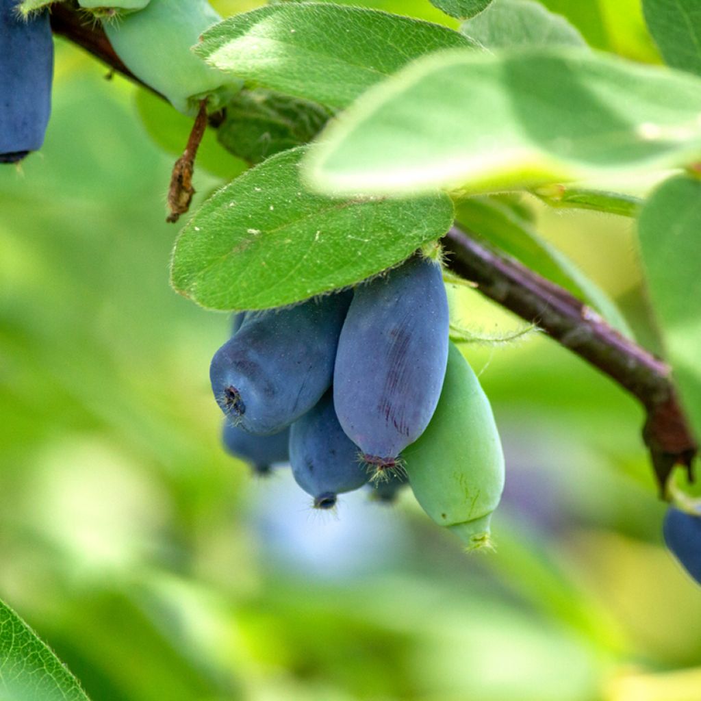 Lonicera caerulea var. kamtschatica Wołoszebnica - Baie de mai