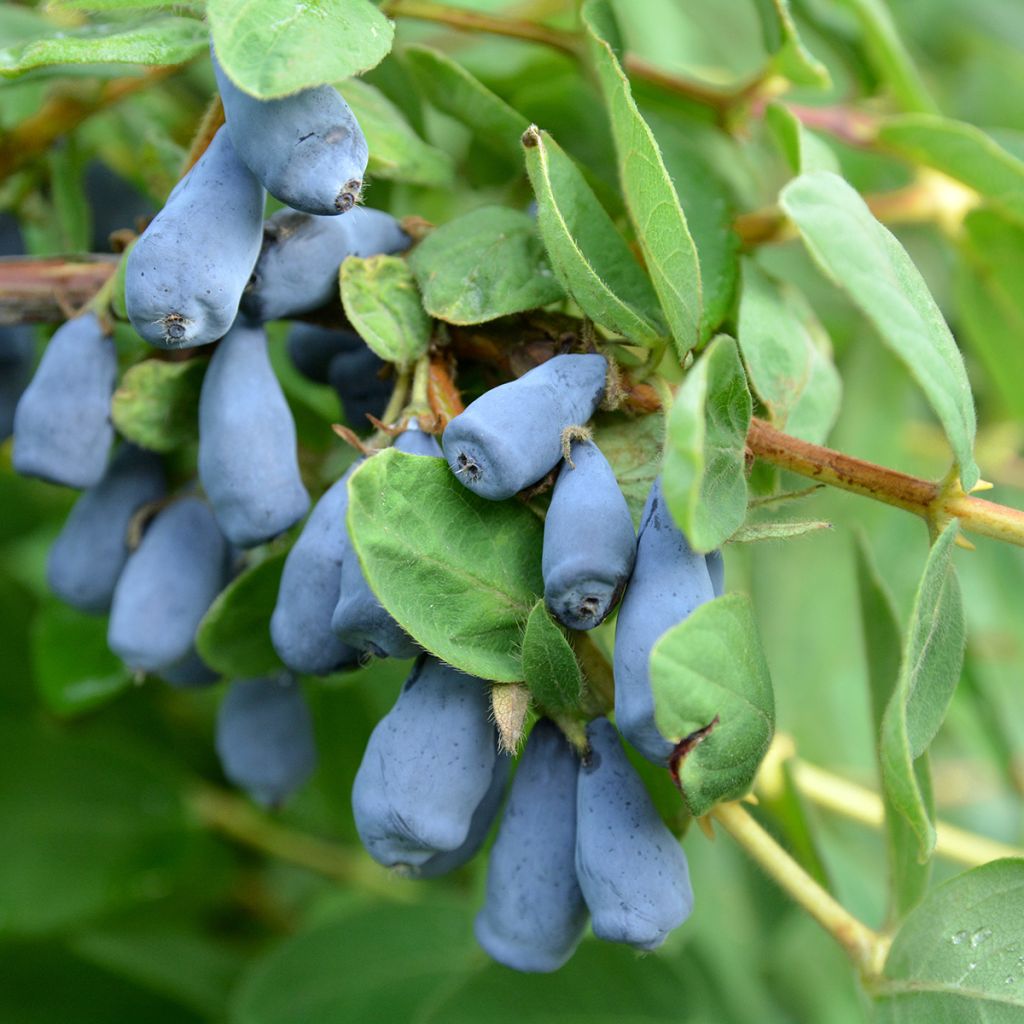 Lonicera caerulea caerulea var. kamtschatica  Zojka - Baie de mai