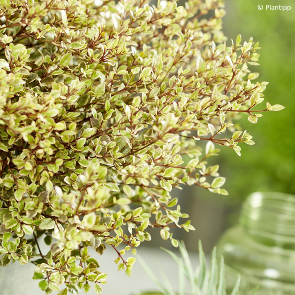 Lophomyrtus Golden dragon