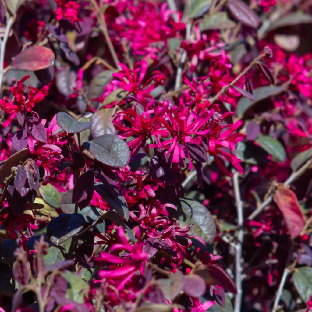 Loropetalum chinense Rose in Black - Loropétale de Chine