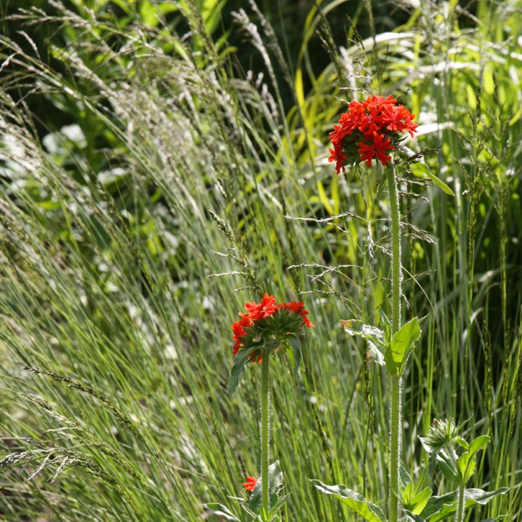 Lychnis chalcedonica Croix de Malte