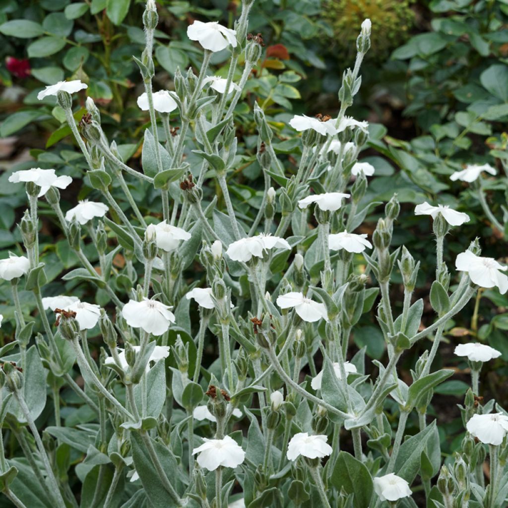 Lychnis coronaria Alba - Coquelourde des jardins blanche