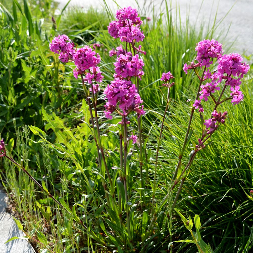 Lychnis viscaria Splendens - Attrape-mouches