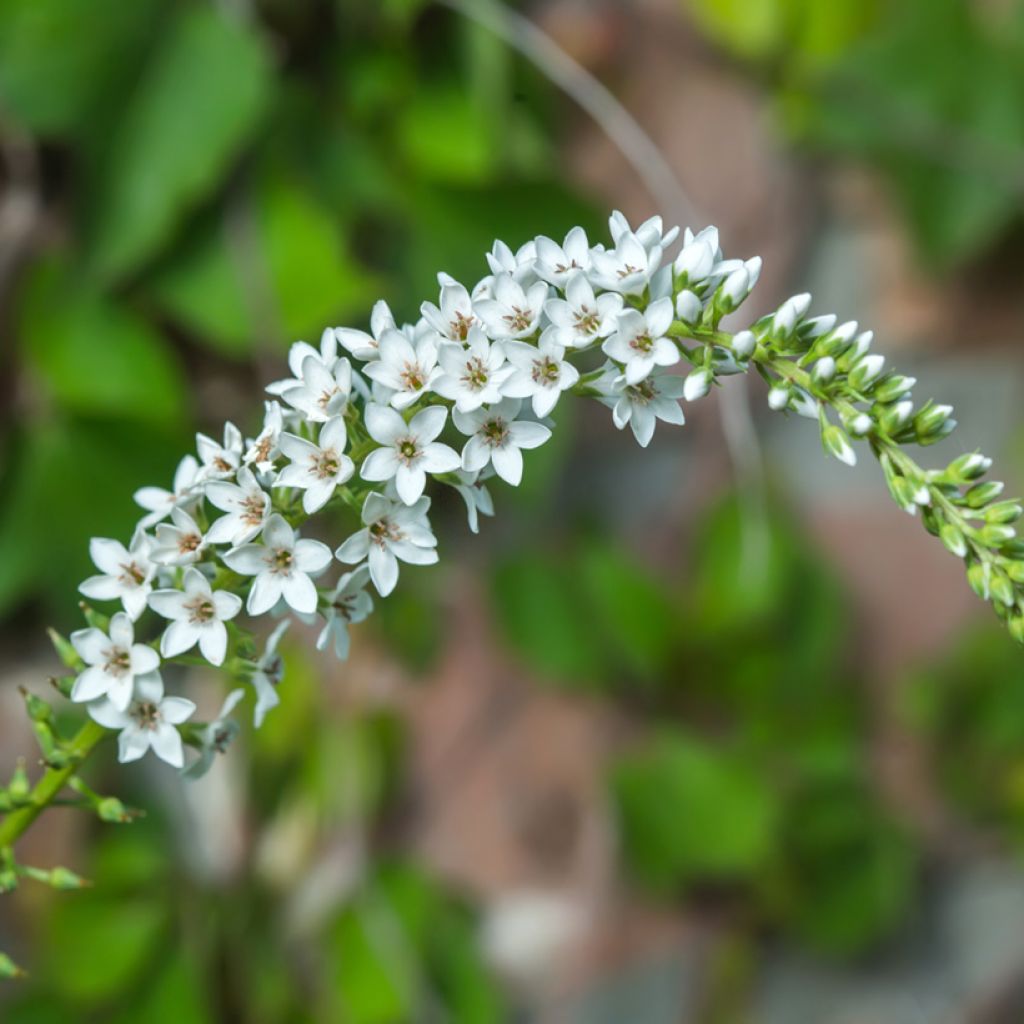 Lysimachia barystachys, Lysimaque