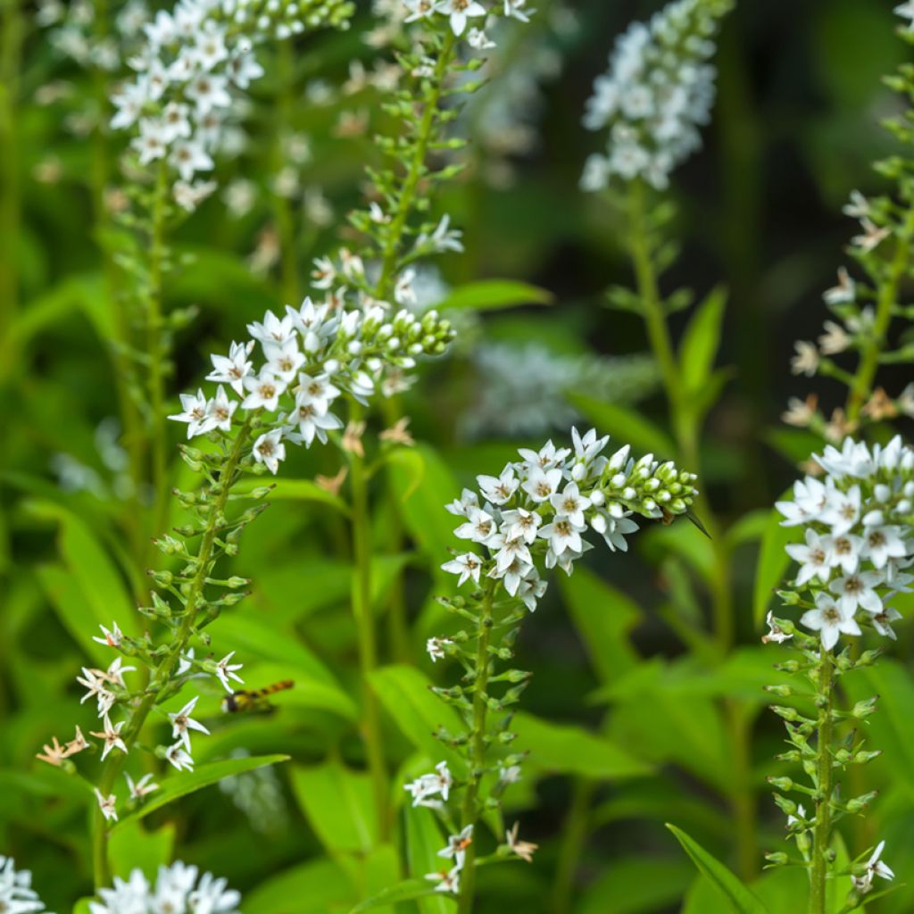 Lysimachia barystachys, Lysimaque