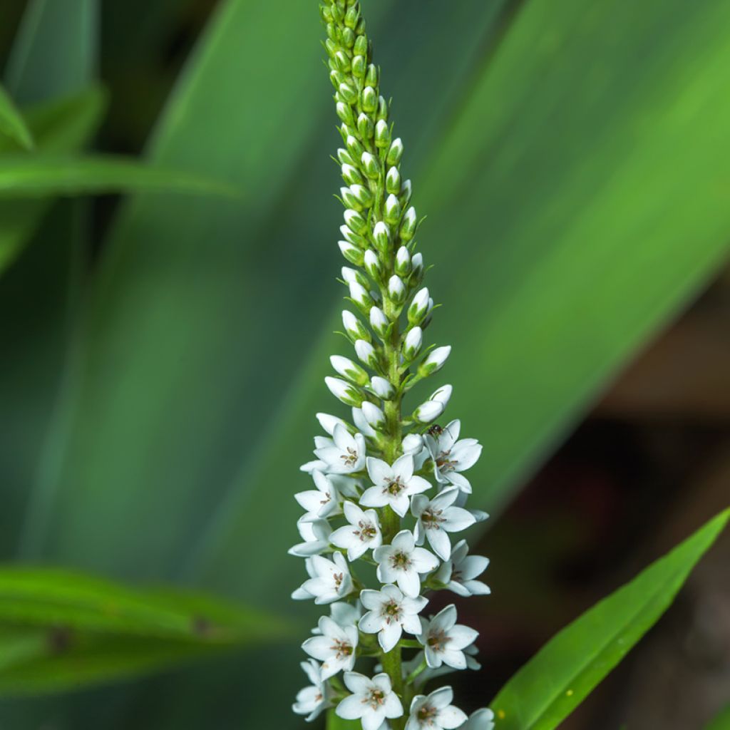 Lysimachia barystachys, Lysimaque