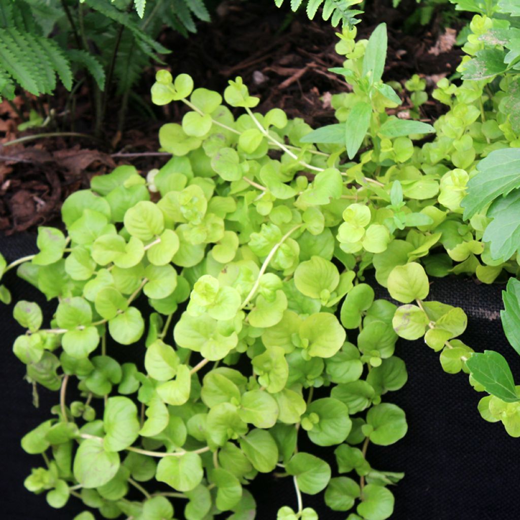 Lysimachia nummularia Goldilocks - Herbe aux écus