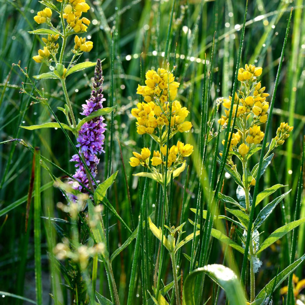 Lysimachia vulgaris - Lysimaque commune 