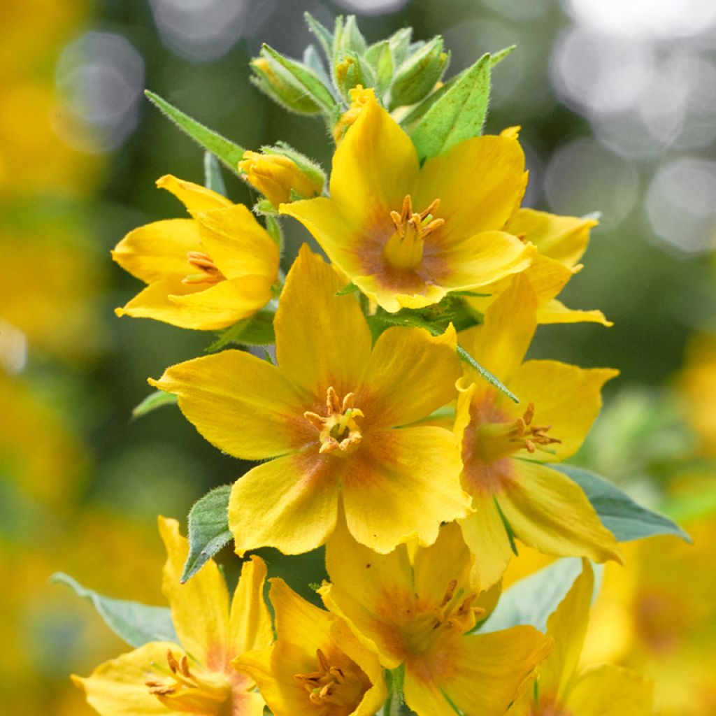 Lysimachia vulgaris - Lysimaque commune 