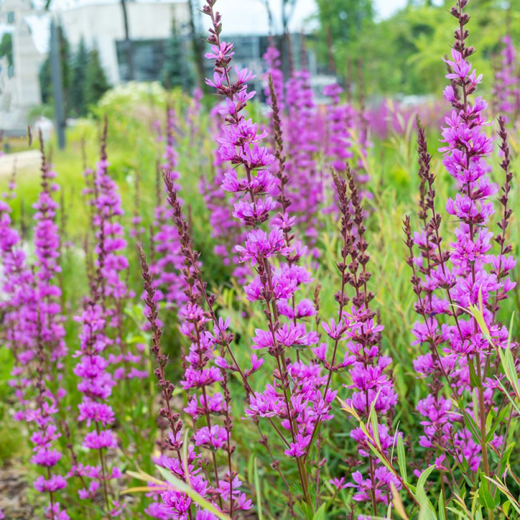 Lythrum virgatum Dropmore Purple