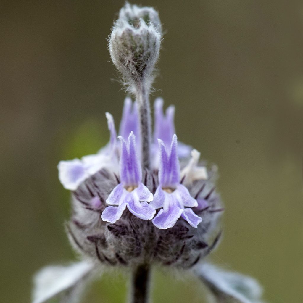 Marrubium supinum - Marrube couché