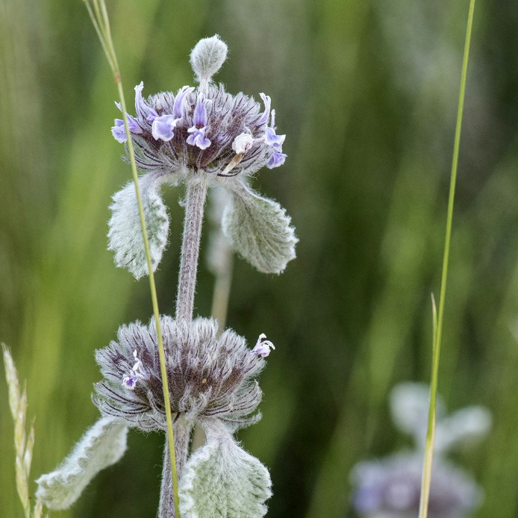 Marrubium supinum - Marrube couché