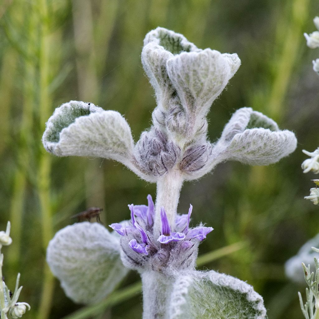 Marrubium supinum - Marrube couché