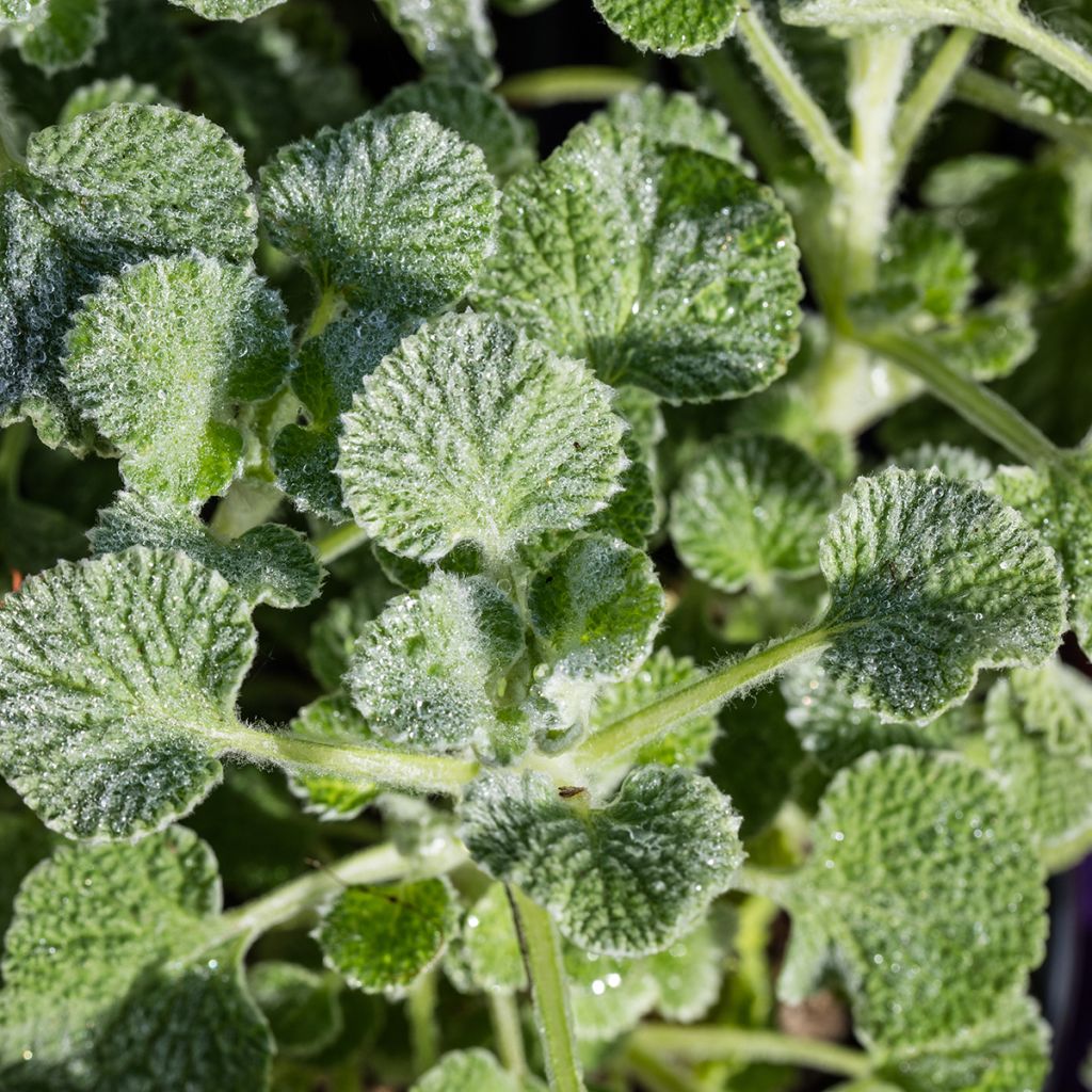 Marrubium supinum - Marrube couché