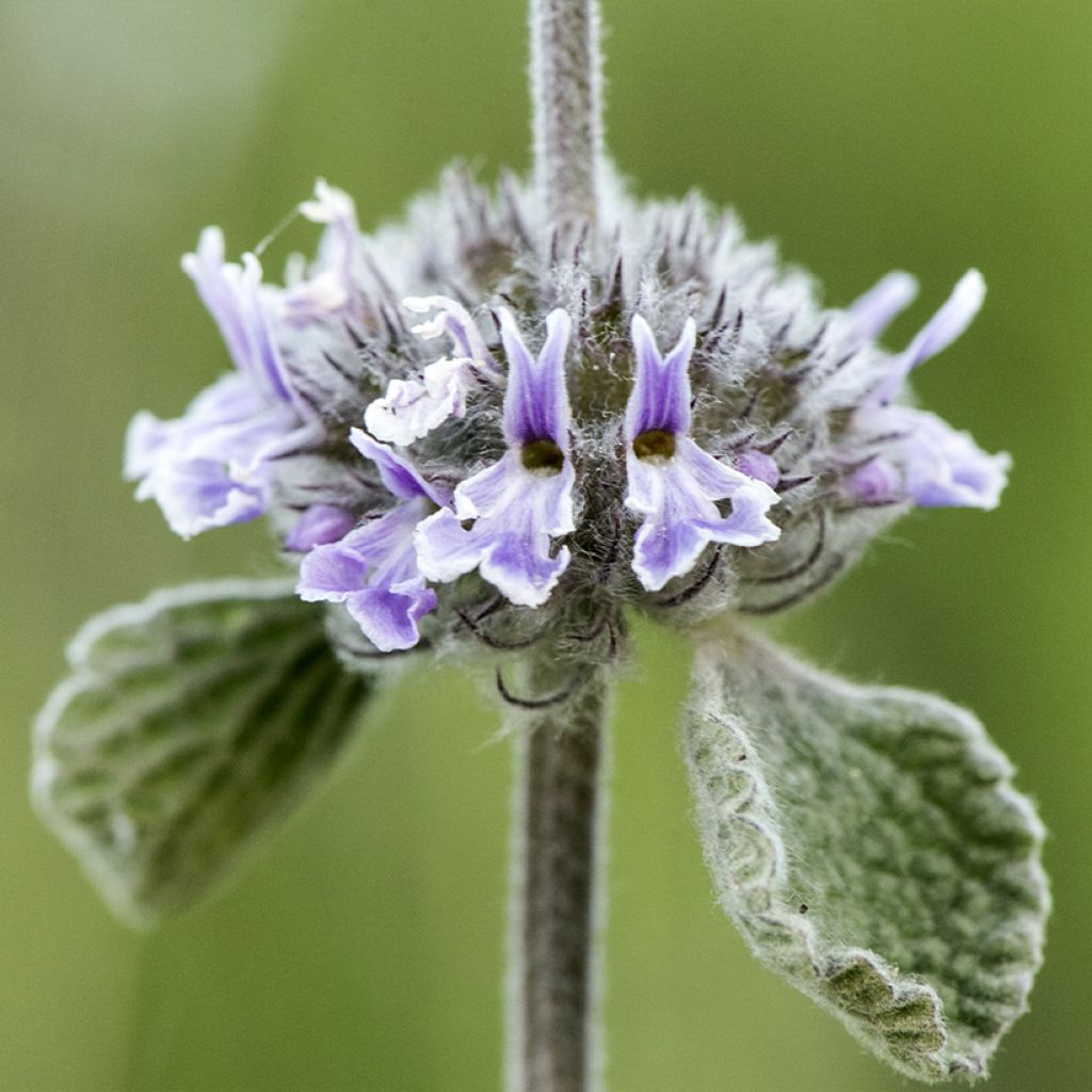 Marrubium supinum - Marrube couché